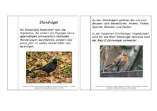 Mini-Buch-Standvögel-Lesetext.pdf